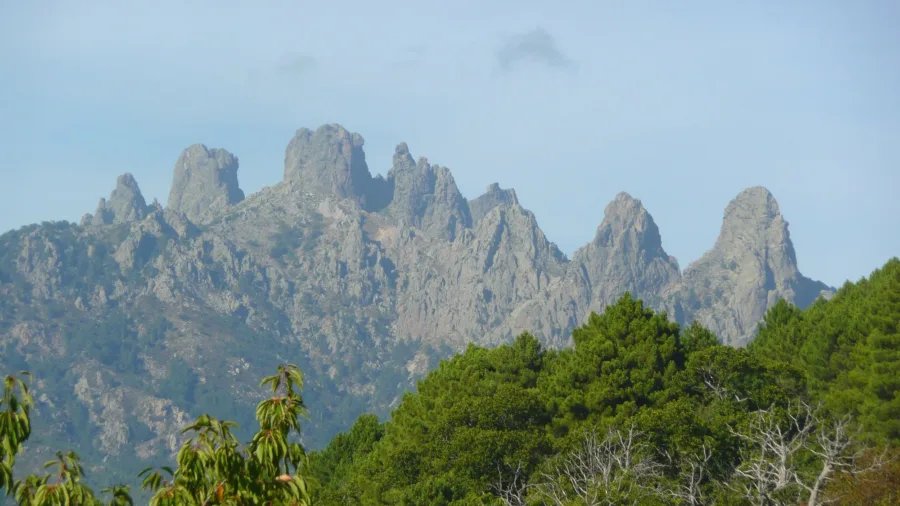 Les aiguilles de granit de Bavella vues depuis les environs de Zonza, forêt de pins au premier plan (septembre 2011).