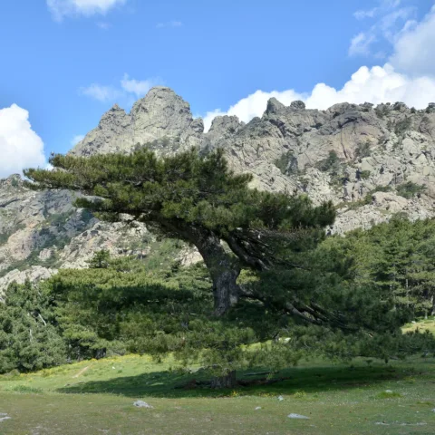 Vieux pin laricio isolé sur une pelouse au col de Bavella, les aiguilles de granit en arrière-plan.