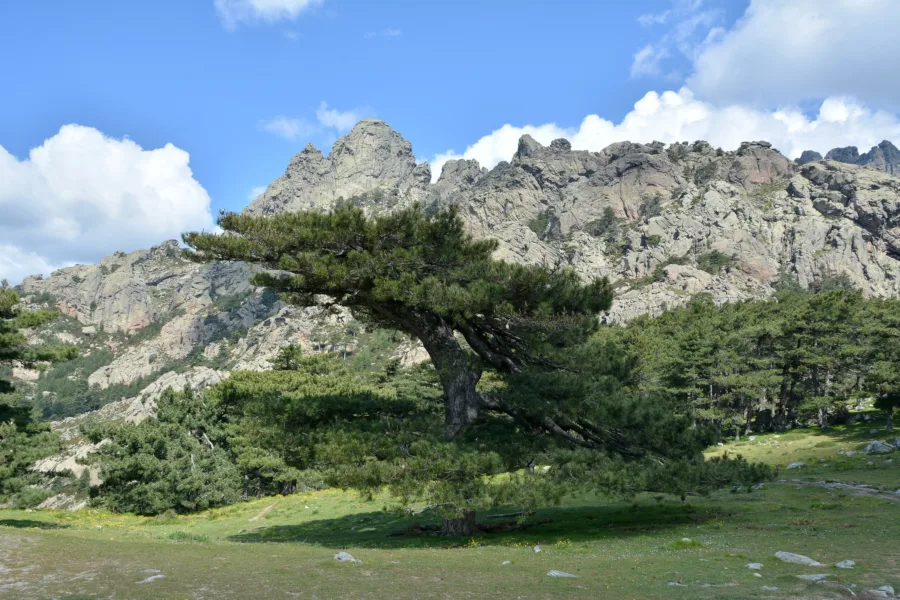 Vieux pin laricio isolé sur une pelouse au col de Bavella, les aiguilles de granit en arrière-plan.