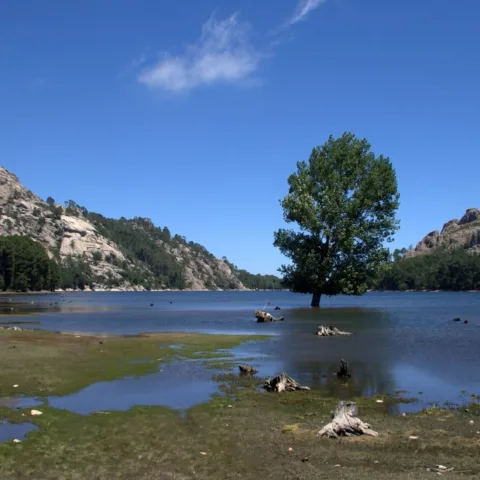 Un arbre isolé les pieds dans l'eau du lac de l'Ospedale, rives de granit et pins autour (juillet 2012).